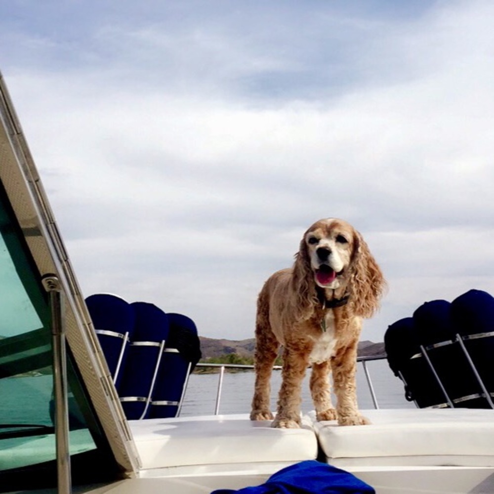 Meet your Posher, Casey